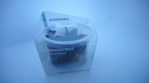 Echinodorus 'Little Mystery' - zselés