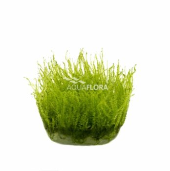 Leptodyctyum riparium (Stringy Moss) - zselés