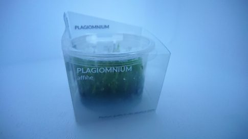 Plagiomnium affine