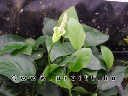Anubias nana