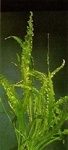 Aponogeton crispus