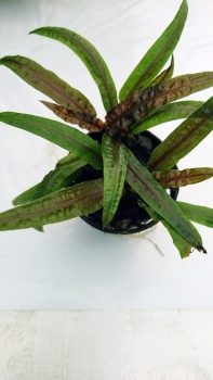 Cryptocoryne crispatula var. "Balansea"