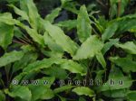 Cryptocoryne undulatus