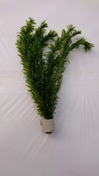 Elodea densa 