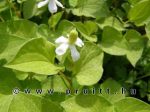 Houttoynia cordata