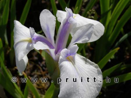 Iris laevigata "Snowdrift"