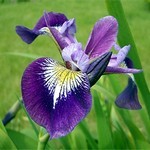 Iris versicolor "Kermesina"