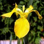 Iris louisiana "Yellow"