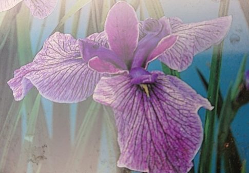 Iris kaempferi "Prairie Glory"