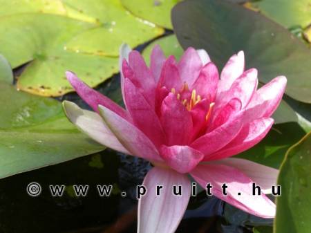 Nymphaea Conqueror