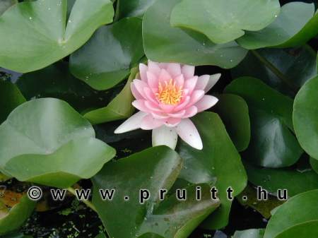 Nymphaea Fabiola