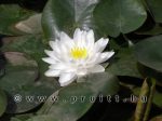 Nymphaea Gonnere