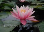 Nymphaea Pink Sensation