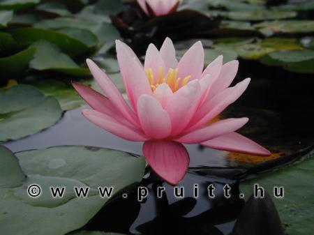 Nymphaea Pink Sensation