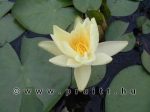 Nymphaea Pygmea Helvola
