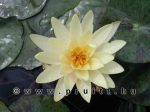 Nymphaea Texas Dawn