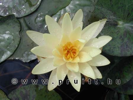 Nymphaea Texas Dawn
