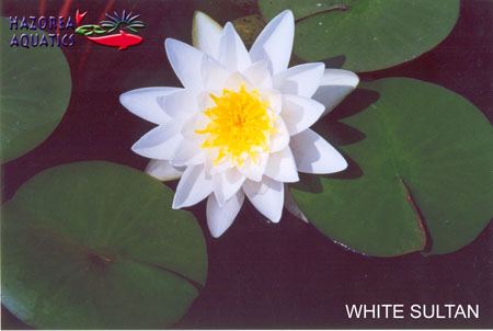Nymphaea White Sultan