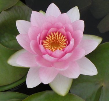 Nymphaea sumptuosa